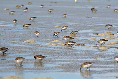 Calidris-Fotografie