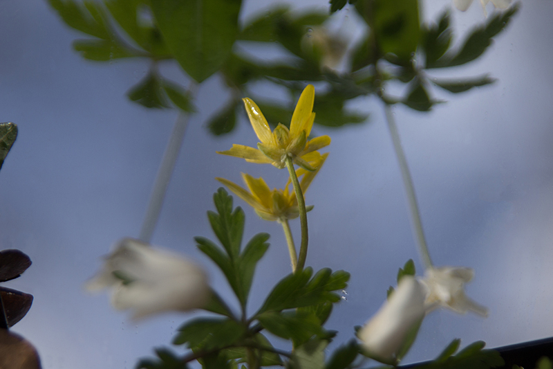 Noch mehr Reflektionen: Buschwindröschen (Anemone nemorosa) und Scharbockskraut (Ficaria verna, Ranunculus ficaria) im Spiegel