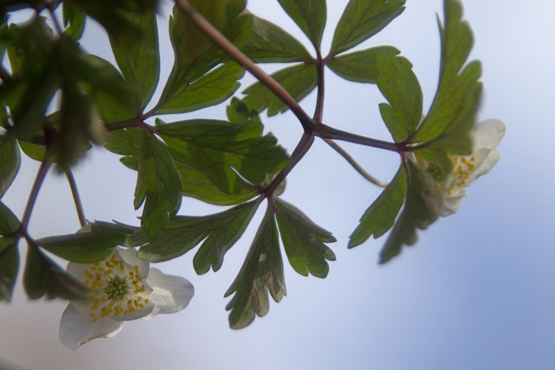 Buschwindröschen (Anemone nemorosa) 