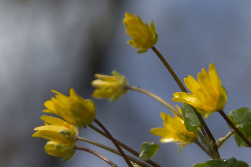 Scharbockskraut (Ficaria verna, Ranunculus ficaria) im Spiegel