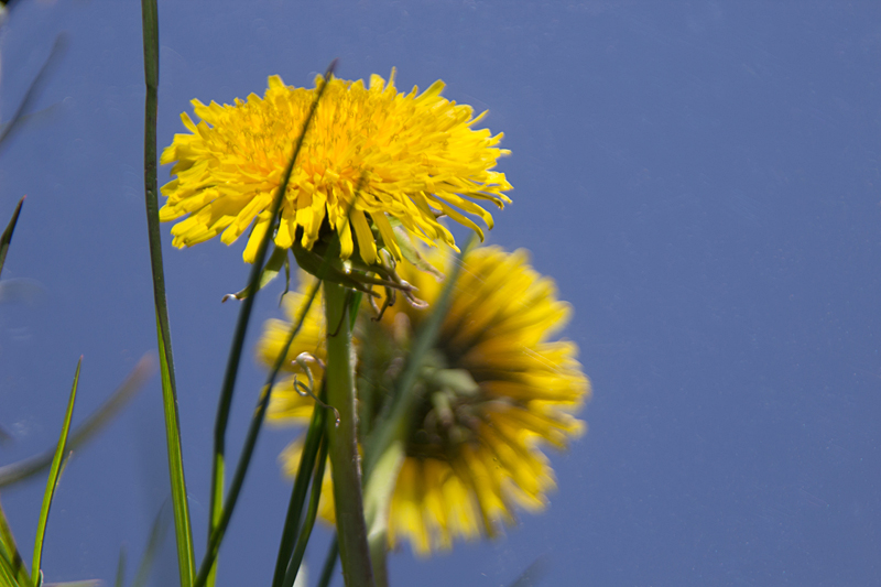 Noch mehr Reflektionen: Löwenzahn (Taraxacum officinale) im Spiegel