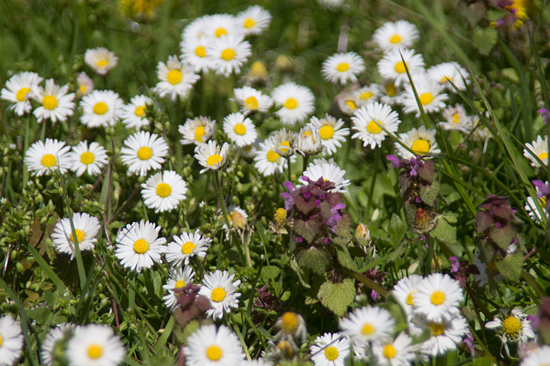 eine Gruppe Gänseblümchen