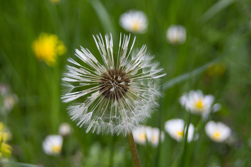 Pusteblume - Gewöhnlicher Löwenzahn (Taraxacum officinale)