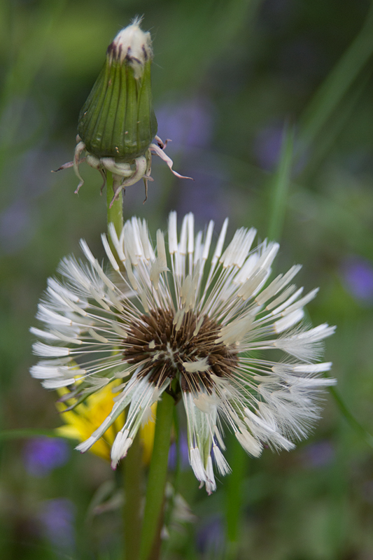 Pusteblumen - Gewöhnlicher Löwenzahn (Taraxacum officinale)