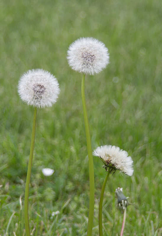 Pusteblumen - Gewöhnlicher Löwenzahn (Taraxacum officinale)