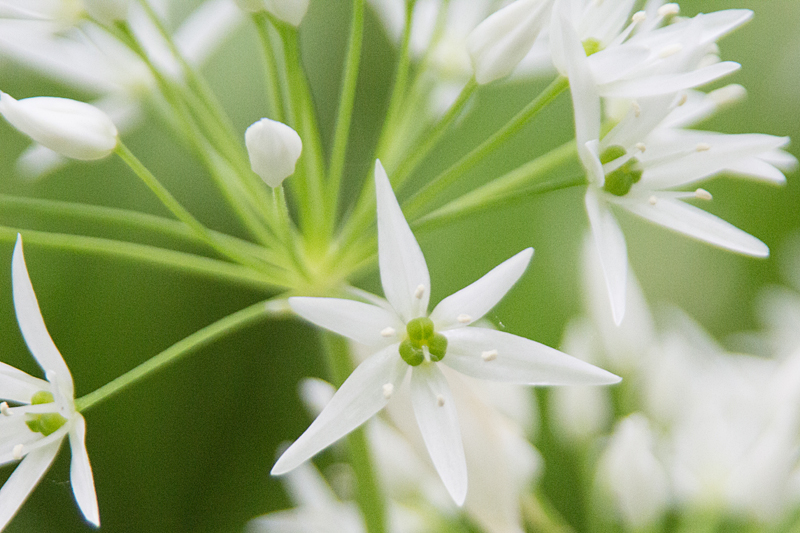 Bärlauch (Allium ursinum)