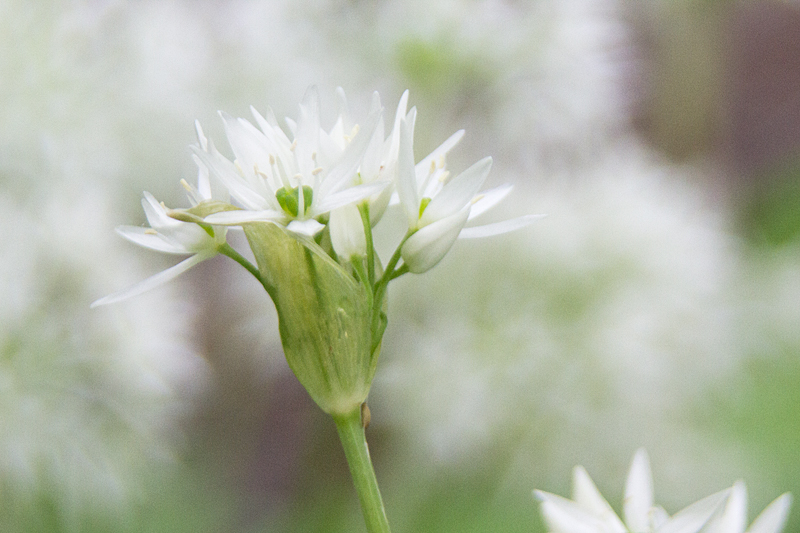 Bärlauch (Allium ursinum)