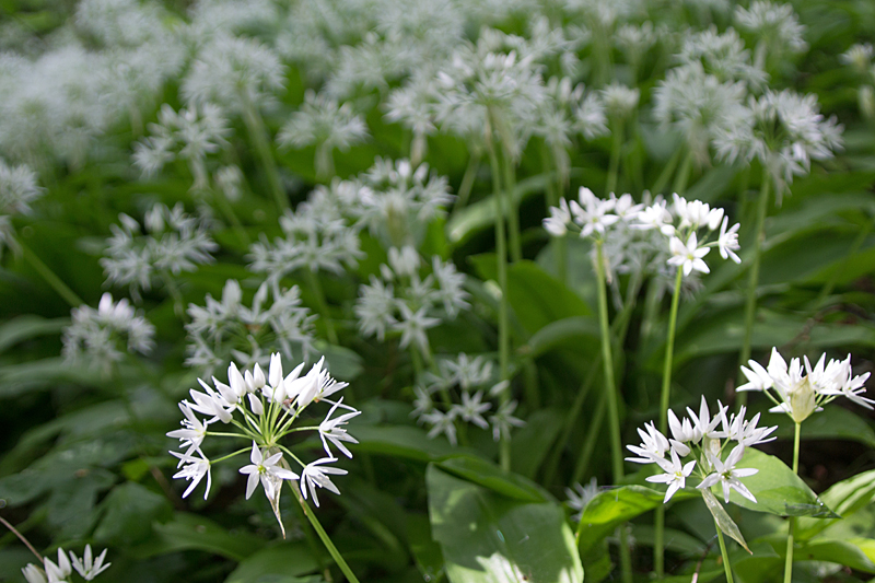 Bärlauch (Allium ursinum)