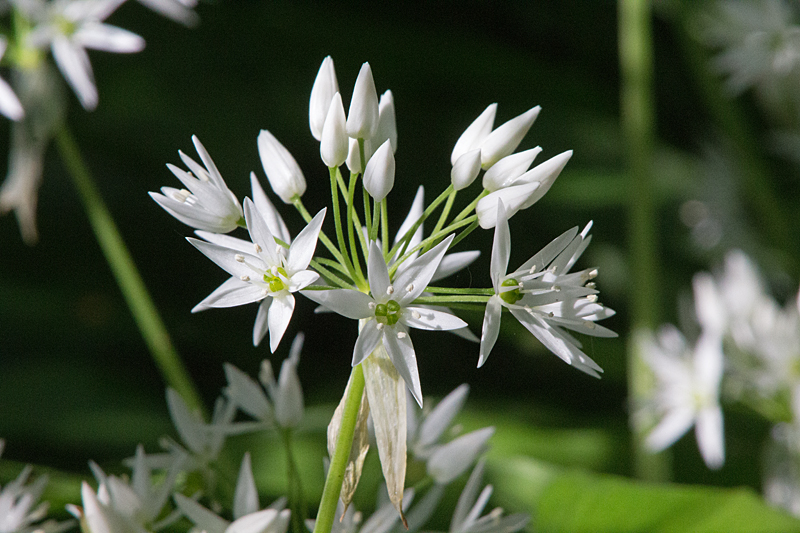 Bärlauch (Allium ursinum)