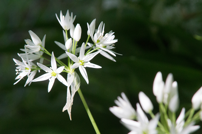 Bärlauch (Allium ursinum)