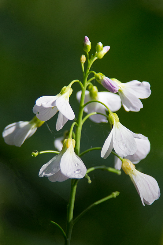 Blümchen - Wiesenschaumkraut, Wiesen-Schaumkraut (Cardamine pratensis)