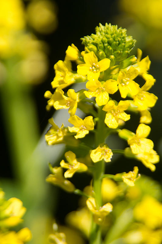 Blümchen - Acker-Senf, Falscher Hederich, Wilder Senf (Sinapis arvensis)