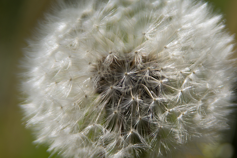 Pusteblume - Gewöhnlicher Löwenzahn (Taraxacum officinale)