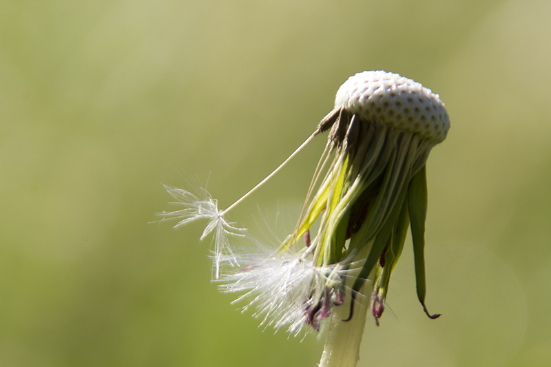 Pusteblume - Gewöhnlicher Löwenzahn (Taraxacum officinale)