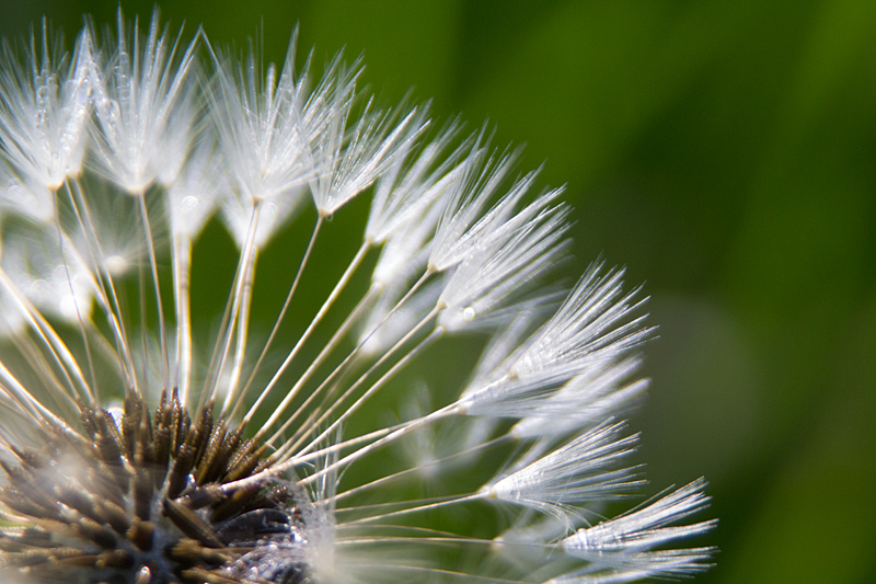 Pusteblume - Gewöhnlicher Löwenzahn (Taraxacum officinale)
