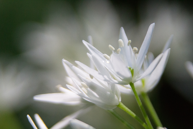 Bärlauch (Allium ursinum)