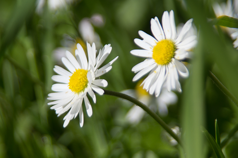 Zwei Gänseblümchen