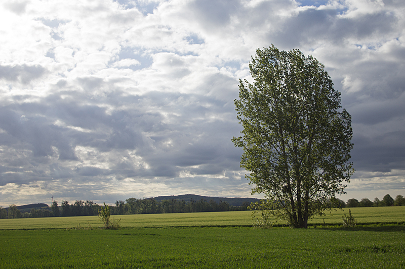 Landschaft mit Baum und Wolken