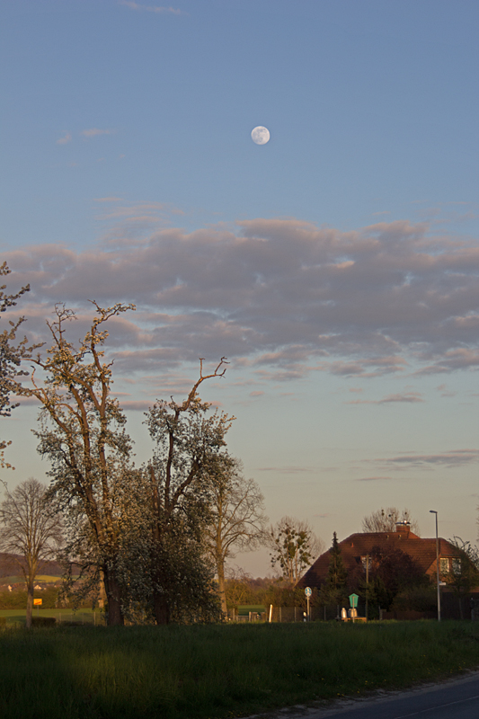 Vollmond über Bäumen und Häusern