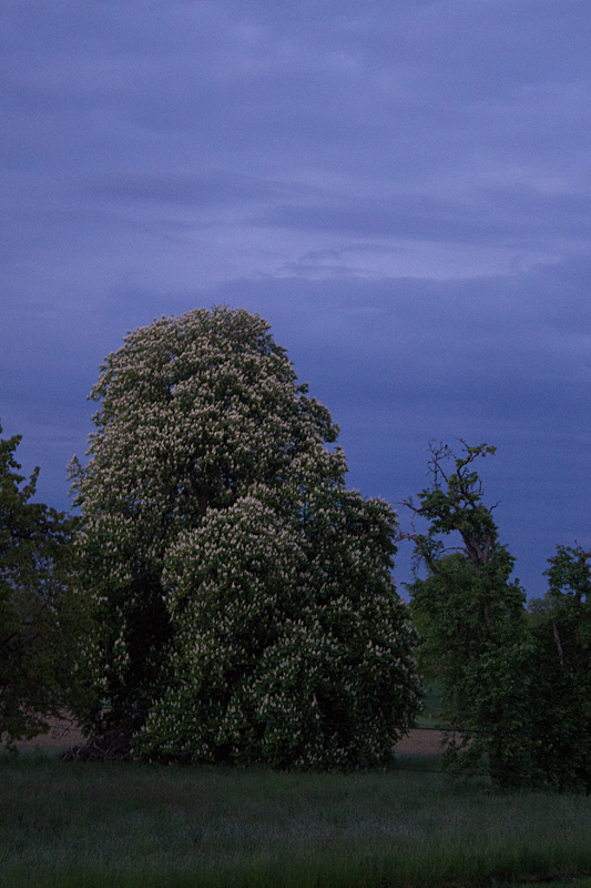 Gewöhnliche Rosskastanie (Aesculus hippocastanum) zur blauen Stunde