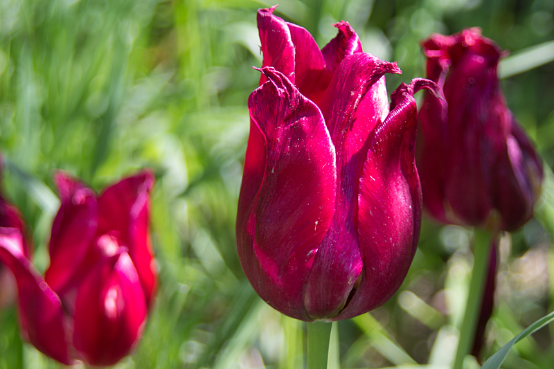 Blümchen - Tulpen