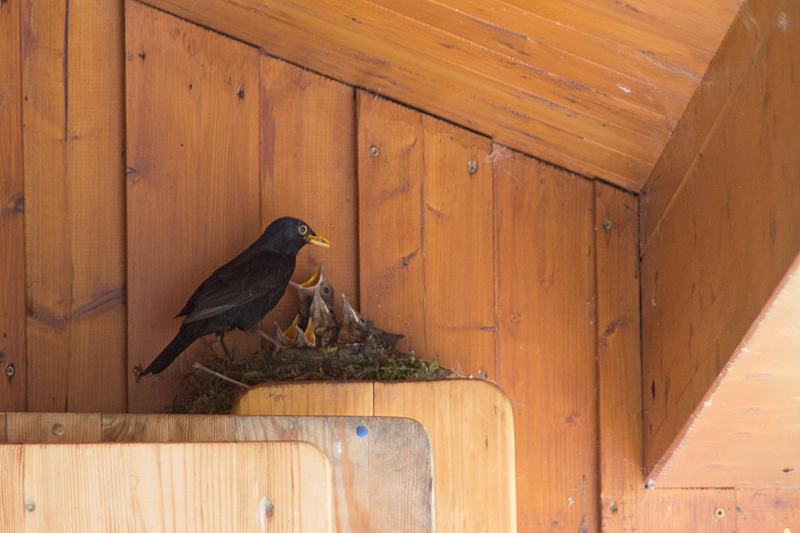 Amselmännchen am Nest mit fünf Küken