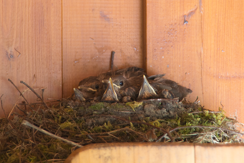 Amselküken im Nest