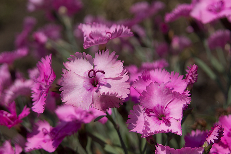 Rosa Blüten