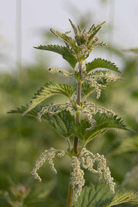 Große Brennnessel (Urtica dioica)