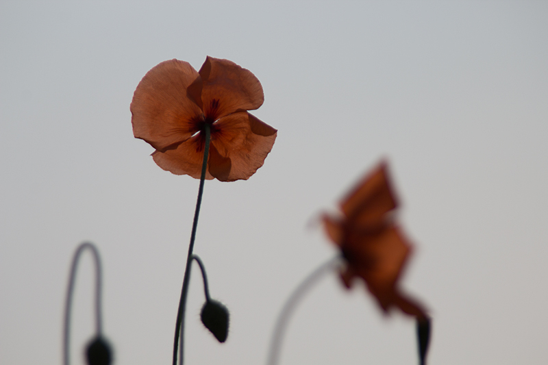 Mohn, Klatschmohn, Mohnblume, Klatschrose (Papaver rhoeas)