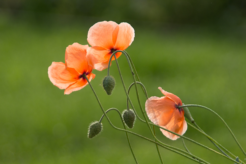 Mohn, Klatschmohn, Mohnblume, Klatschrose (Papaver rhoeas)