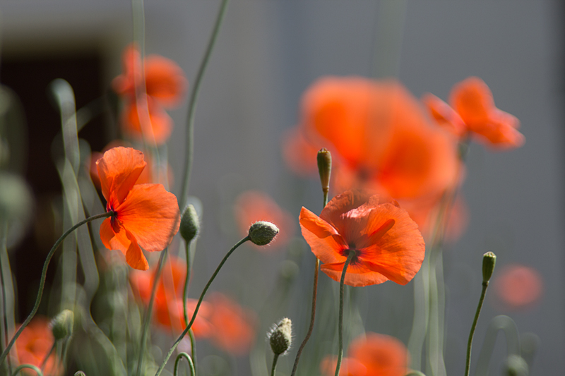 Mohn, Klatschmohn, Mohnblume, Klatschrose (Papaver rhoeas)