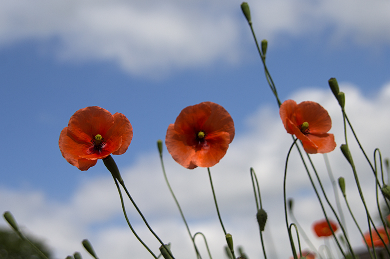 Mohn, Klatschmohn, Mohnblume, Klatschrose (Papaver rhoeas)