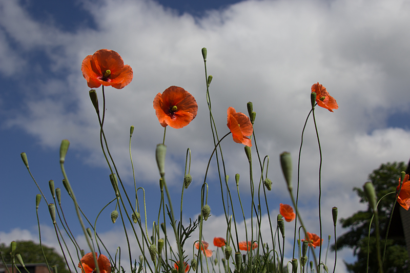 Mohn, Klatschmohn, Mohnblume, Klatschrose (Papaver rhoeas)