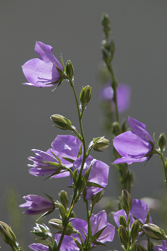 Gartenblümchen: Pfirsichblättrige Glockenblume (Campanula persicifolia)