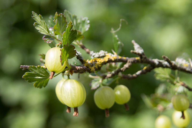 Beeren: Stachelbeeren