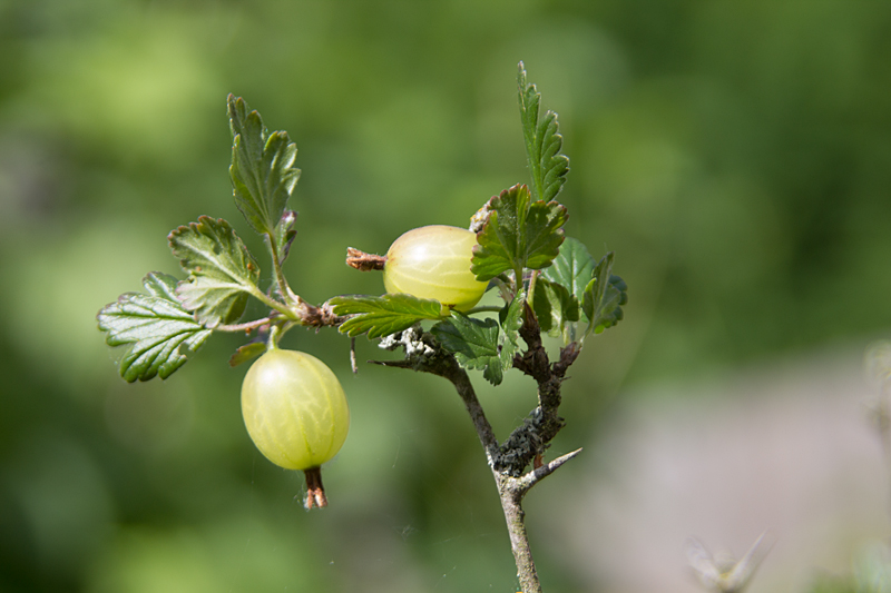 Stachelbeeren