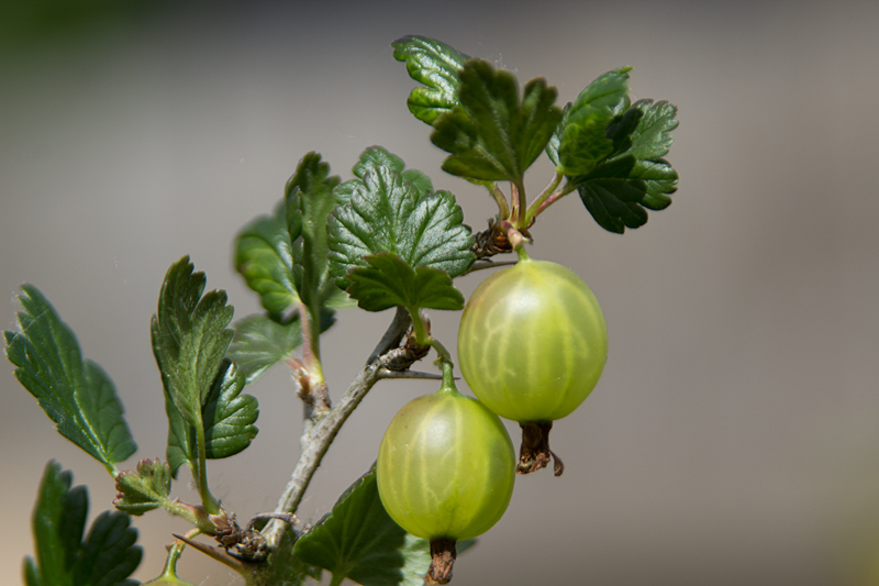 Stachelbeeren