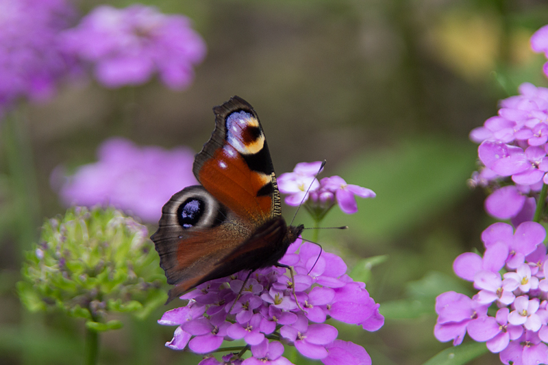 Schmetterlinge: Tagpfauenauge (Inachis io, Aglais io, Nymphalis io)