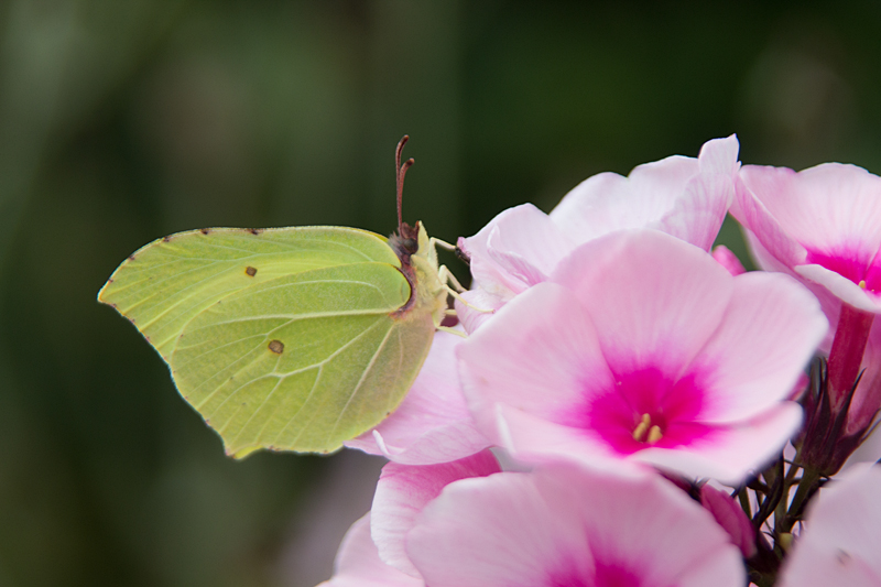 Zitronenfalter (Gonepteryx rhamni)