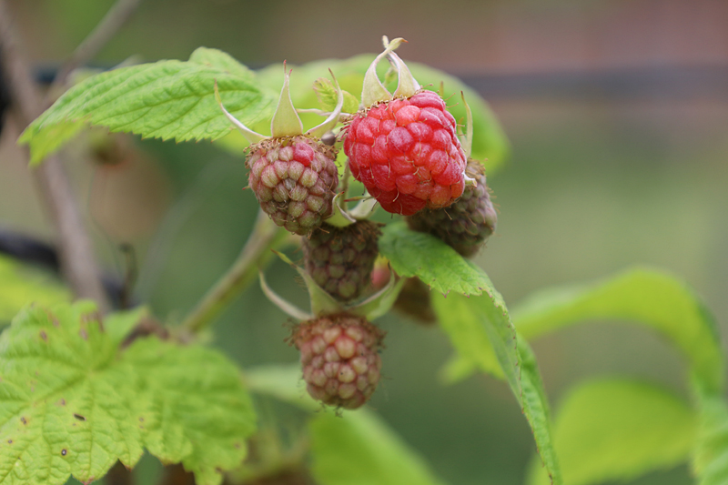 Beeren: Himbeeren