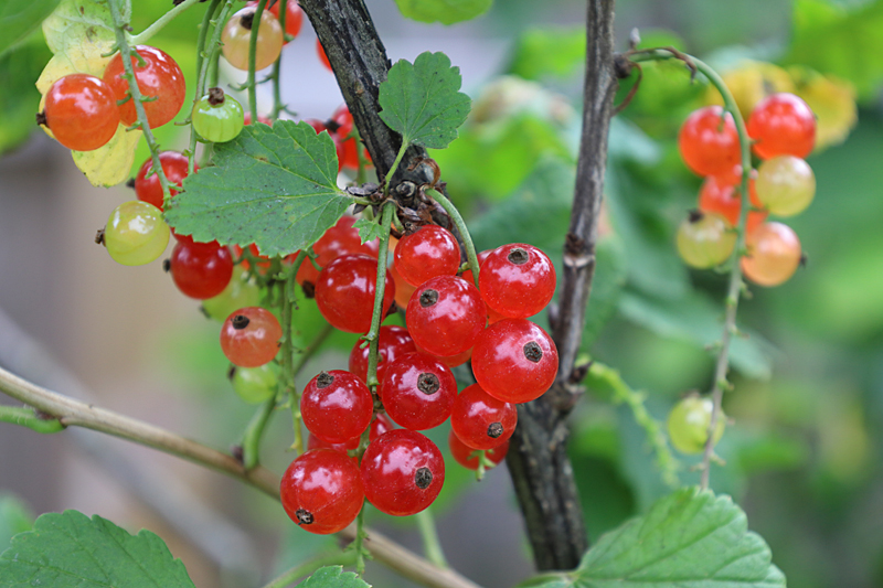 Rote Johannisbeeren