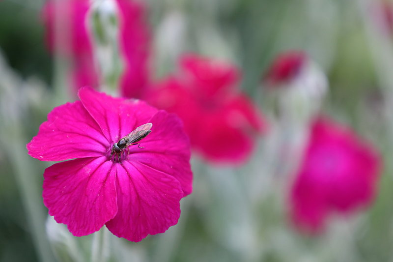 Kronen-Lichtnelke, Kranzlichtnelke, Vexiernelke (Silene coronaria, Lychnis coronaria)