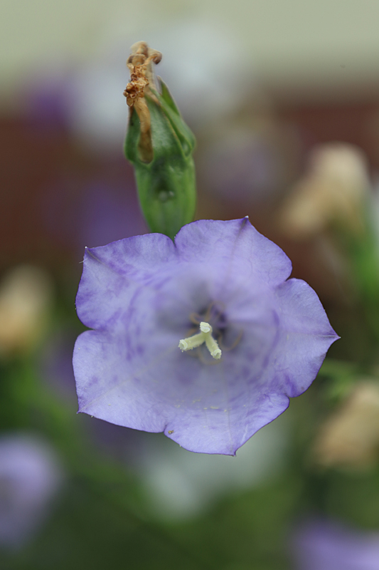 Pfirsichblättrige Glockenblume (Campanula persicifolia)