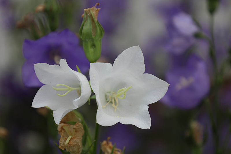 Pfirsichblättrige Glockenblume (Campanula persicifolia)