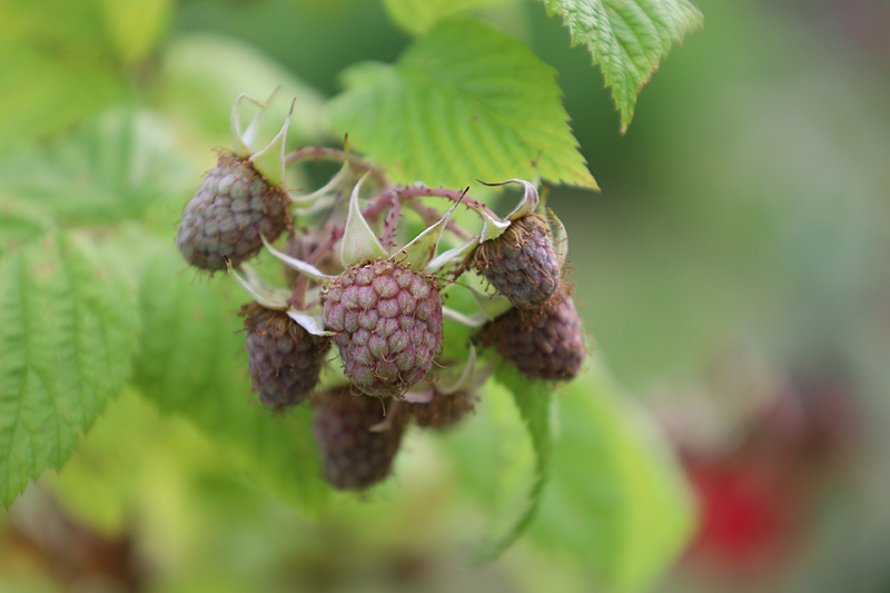 unreife Himbeeren