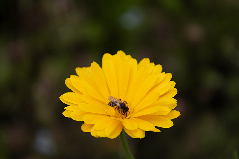 Gartenblümchen: Ringelblume, Garten-Ringelblume (Calendula officinalis)