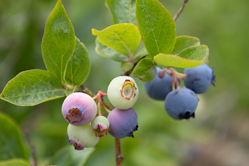 Beeren: Heidelbeeren