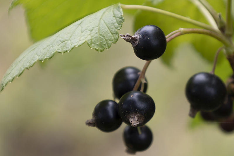 Schwarze Johannisbeeren