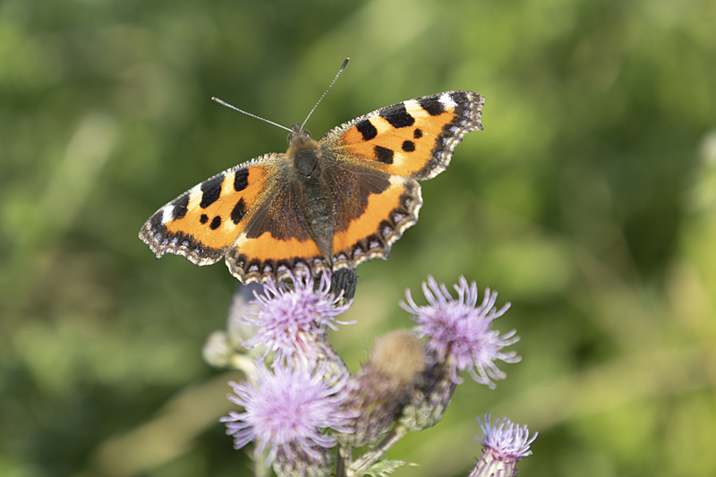 Schmetterlinge: Kleiner Fuchs (Aglais urticae, Nymphalis urticae)